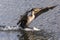 Double Crested Cormorant at Everglades National Park