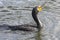 Double Crested Cormorant at Everglades National Park