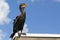 Double Crested Cormorant at Everglades National Park