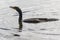 Double Crested Cormorant at Everglades National Park