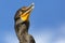 Double Crested Cormorant at Everglades National Park