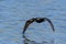 Double Crested Cormorant In Flight