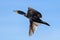 Double-crested Cormorant in Flight Against a Clear Blue Sky