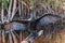 Double-Crested Cormorant  in a Florida mangrove swamp