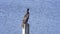 Double-crested Cormorant in Florida wetlands