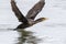 The double-crested cormorant flying