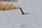 Double-crested Cormorant flying