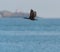 Double-crested Cormorant flying