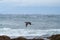 Double-crested Cormorant flying