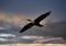 Double-crested cormorant flying through a cloudy sky over a large pond in Carrollton, Texas.