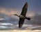 Double-crested cormorant flying through a cloudy sky over a large pond in Carrollton, Texas.