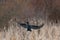 Double-crested Cormorant flying at lakeside