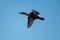 Double-crested Cormorant flying at lakeside