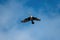 Double-crested Cormorant flying at lakeside