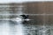 Double-crested Cormorant flying and playing