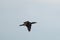 Double-crested Cormorant flying at seaside
