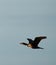 Double-crested Cormorant flying at seaside