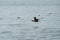 Double-crested Cormorant flying at seaside