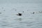 Double-crested Cormorant flying at seaside