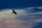 Double-Crested Cormorant Flying in the Sunset Sky