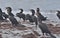 Double Crested Cormorant gathering in FLorida