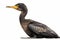 Double-crested Cormorant Isolate on white Background.