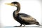 Double-crested Cormorant Isolate on white Background.