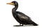 Double-crested Cormorant Isolate on white Background.