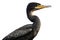 Double-crested Cormorant Isolate on white Background.