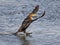 Double Crested Cormorant Landing