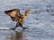 Double Crested Cormorant Landing