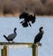 Double-crested Cormorant landing and posing at lakeside