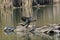 Double-crested Cormorant on a log in a pond with turtles.