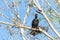 Double crested cormorant nesting in the top of leaf barren tree