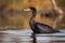 Double-crested Cormorant (North America) (Generative AI)