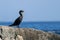 Double Crested Cormorant - Overlooking Coast