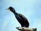 Double Crested Cormorant, perched above a South Florida wetlands marsh pond