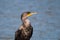 The Double-crested Cormorant Perching on the Driftwood at Lagoon