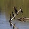 Double-crested Cormorant, Phalacrocorax auritus