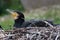 Double-crested Cormorant (Phalacrocorax auritus)