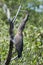 Double-crested Cormorant (Phalacrocorax auritus)