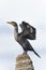 Double-crested cormorant, phalacrocorax auritus