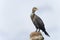 Double-crested cormorant, phalacrocorax auritus