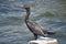 Double-Crested Cormorant (Phalacrocorax auritus)