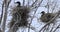 Double-crested Cormorant, Phalacrocorax auritus, nesting 4K