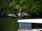 Double-Crested Cormorant (Phalacrocorax auritus) with wings spread