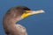 Double Crested Cormorant Portrait