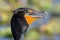 Double-crested cormorant portrait, Everglades National Park, Florida