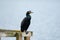 Double-crested Cormorant posing with funny hairstyle