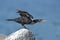 Double-crested Cormorant preparing to take flight - Florida